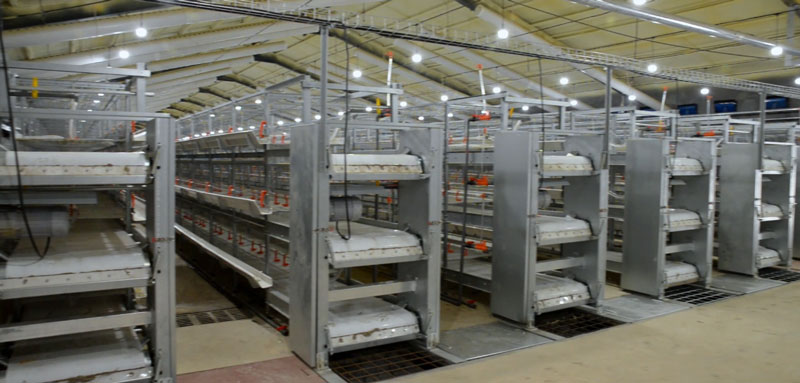 華全官網丨保供電，守安全！華全1000千瓦發電機組助力養殖企業高質量發展